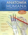 Anatom&iacute;a humana