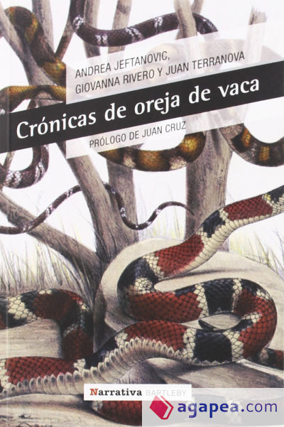 CRONICAS DE OREJA DE VACA