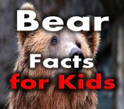 Portada de Bear Facts for Kids (Ebook)