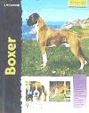 Boxer