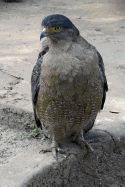 Portada de Crested Serpent-Eagle (Spilornis Cheela) Journal: 150 Page Lined Notebook/Diary