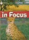 Cheetahs in focus