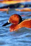 Cinnamon Teal Duck (Anas Cyanoptera) Journal: 150 Page Lined Notebook/Diary