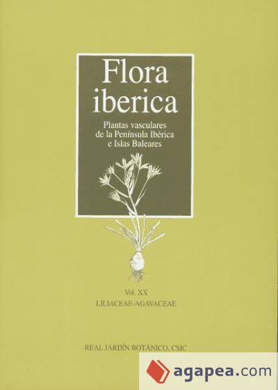 Liliaceae-Agavaceae
