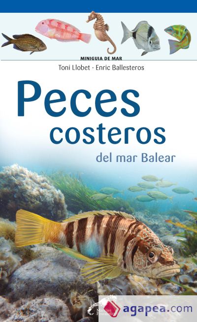 Peces costeros del mar Balear