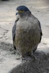 Crested Serpent-Eagle (Spilornis Cheela) Journal: 150 Page Lined Notebook/Diary