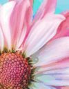 Daisy Daisies Flower Pink Pretty Petal Flora Floral Perfume Perfumed Aroma Bloom: Notebook Journal Diary Composition Book Large Size 150 Ruled Pages f