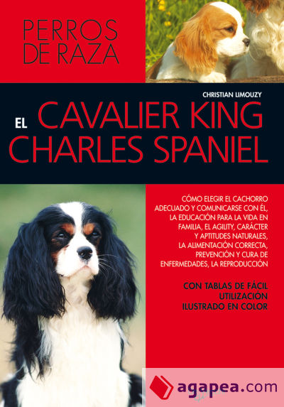 El cavalier King Charles spaniel