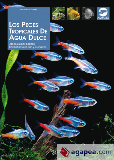 Los peces tropicales de agua dulce