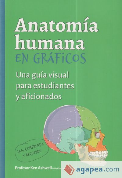 Anatomía Humana En Gráficos