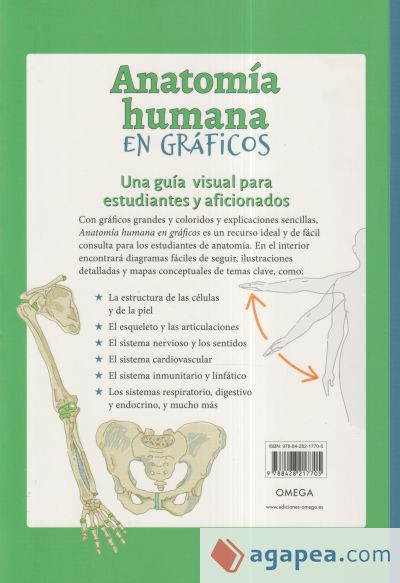 Anatomía Humana En Gráficos