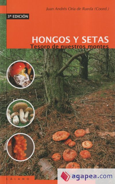 HONGOS Y SETAS