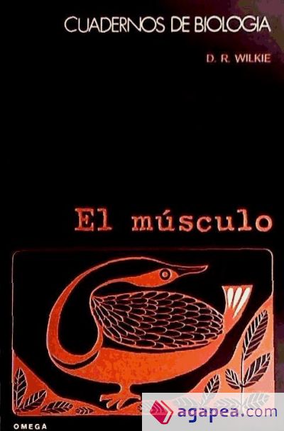 17. EL MUSCULO