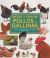 Portada de RAZAS Y CRIA DE POLLOS Y GALLINAS, de F. BASSOM