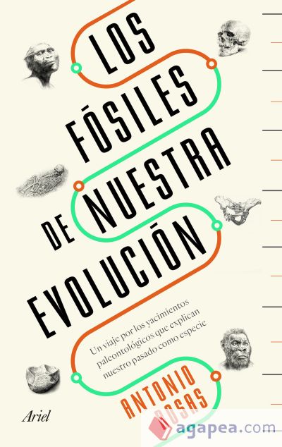 Los Fósiles de nuestra evolución