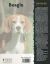 Contraportada de Beagle, de Elizabeth Lanyon