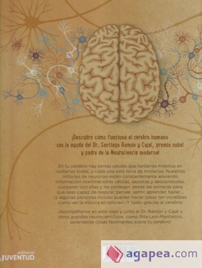 El cerebro humano