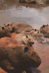 Group Photo of a Bunch of Capybaras by the Water Journal: 150 Page Lined Notebook/Diary