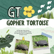 Portada de GT the Gopher Tortoise