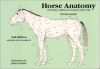 Horse Anatomy