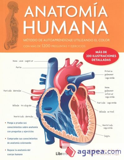 Anatomia Humana (Corazón V1)