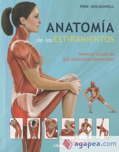 Anatomía de los estiramientos