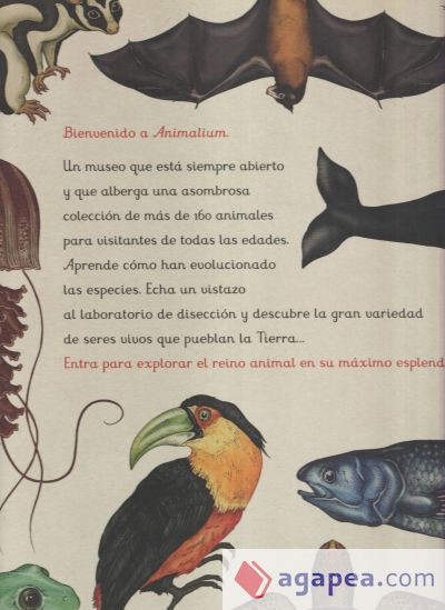 Animalium