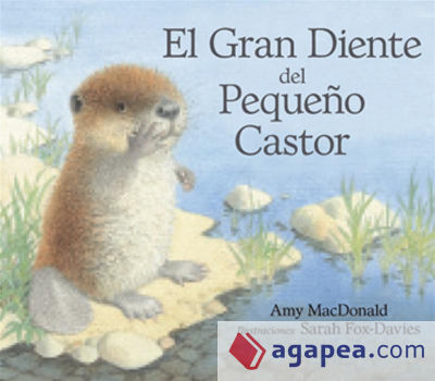 El gran diente del pequeño castor