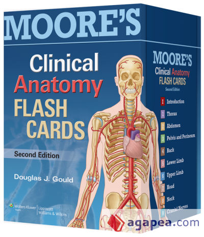 Moore's Clinical Anatomy Flash Cards