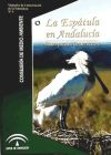 La espátula en Andalucía: bases para su conservación