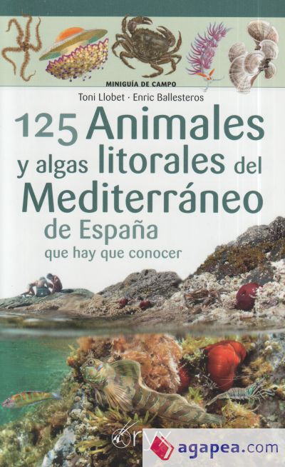125 Animales y algas litorales del Mediterráneo de España que hay que conocer