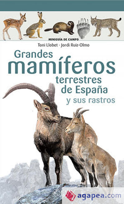 Grandes mamíferos terrestres de España y sus rastros