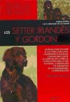 Los setter irlandés y gordon