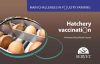 Main Challenges In Poultry Farming. Hatchery Vaccination