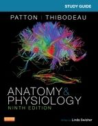 Portada de Study Guide for Anatomy & Physiology - E-Book (Ebook)