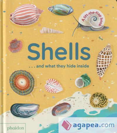 Shells... and What They Hide Inside: A Lift-The-Flap Adventure