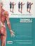 Contraportada de Anatom&iacute;a & musculaci&oacute;n, de Ricardo C&aacute;novas Linares