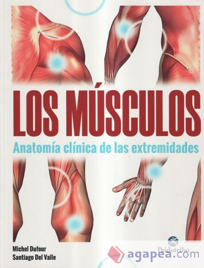 Músculos, Los. Anatomía clínica de las extremidades