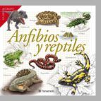 Portada de GUÍAS DE CAMPO - ANFIBIOS Y REPTILES (Ebook)