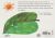 Contraportada de The very hungry caterpillar, de Eric Carle