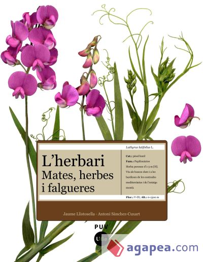 Herbari: mates, herbes i falgueres, L'