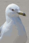 Ring-Billed Gull Journal (Larus Delawarensis): 150 Page Lined Notebook/Diary