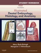 Portada de Student Workbook for Illustrated Dental Embryology, Histology and Anatomy - E-Book (Ebook)