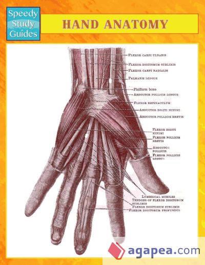 Hand Anatomy (Speedy Study Guides)