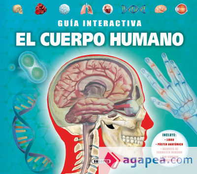 Guía interactiva. El cuerpo humano