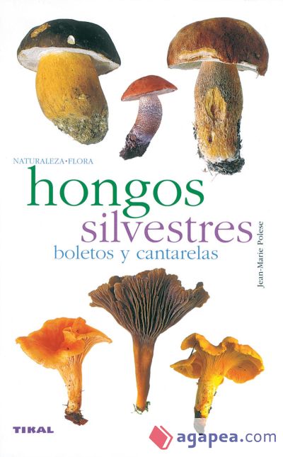 Hongos silvestres. Boletos y cantarelas