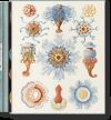The Art And Science Of Ernst Haeckel