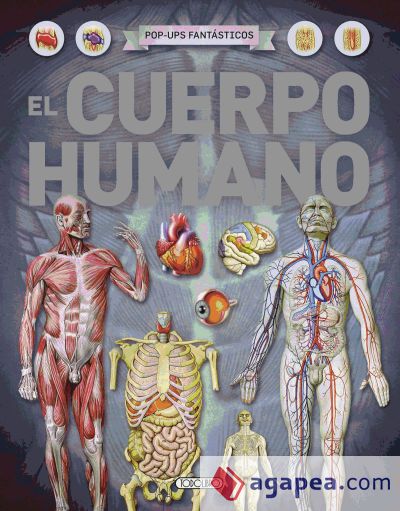 El cuerpo humano